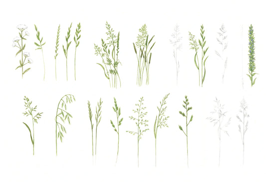 Grasses Study: A meditation on nature