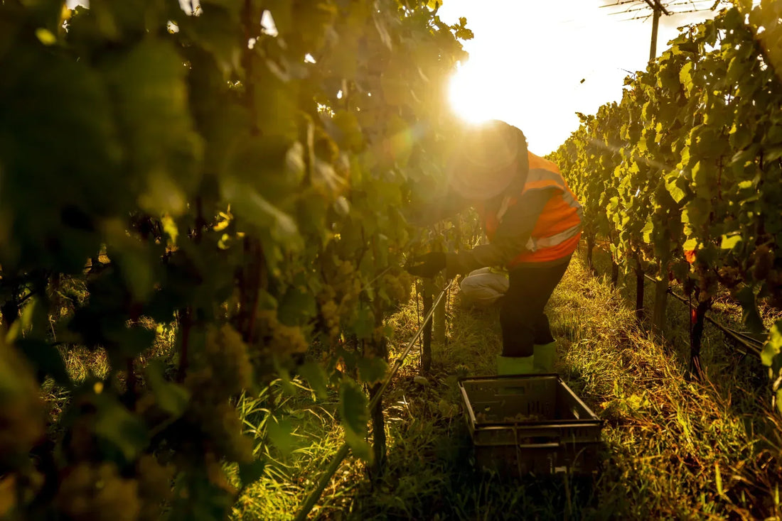 It's Chardonnay time - Harvest Diary