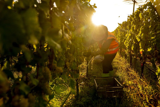 It's Chardonnay time - Harvest Diary