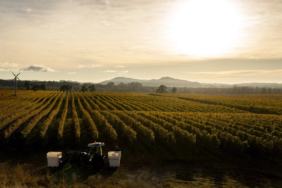 Kererū Road Chardonnay: Inspired by the great wines of the Mâconnais