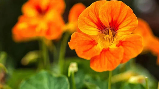 Nasturtium – colour and culinary use