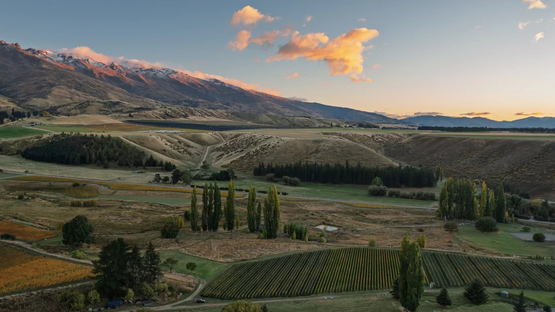 Riparia Gloire: vine husbandry over genetics