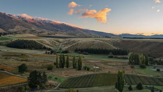 Riparia Gloire: vine husbandry over genetics