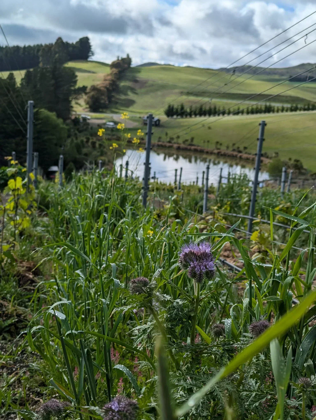Spring cover crop update