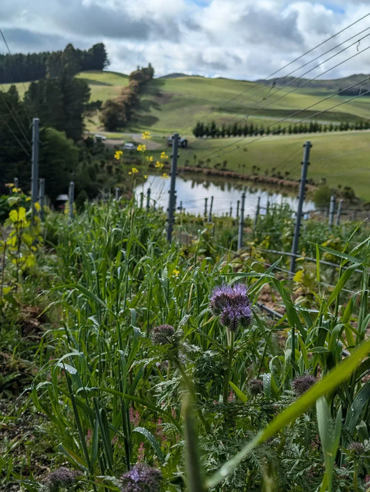 Spring cover crop update