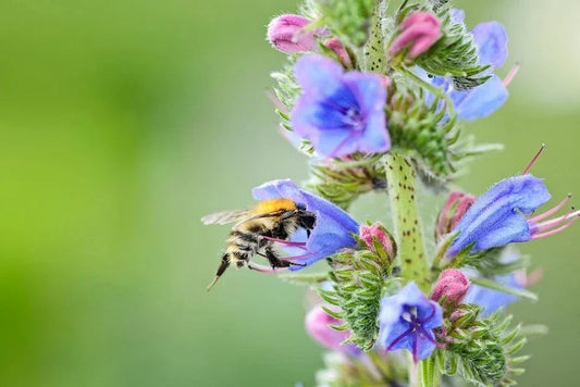 Viper's bugloss: a treasure trove to share