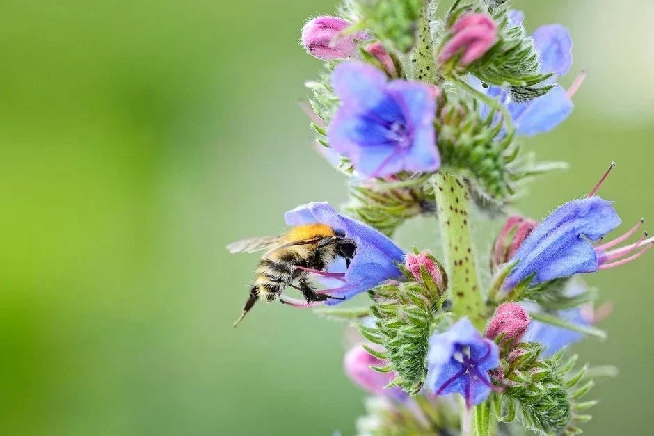 Viper's bugloss: a treasure trove to share